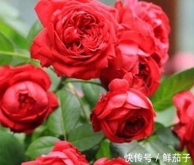 4种花号称开花能手，不用管也能繁花似锦，花色美轮美奂