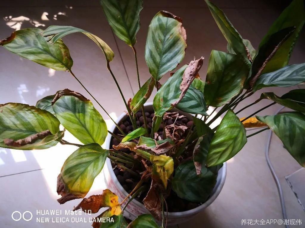 竹芋|11月,千万别买这种花,养不活惹一肚子气