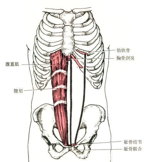 肌腱|为什么有的人天生只有四块腹肌，如何训练六块腹肌