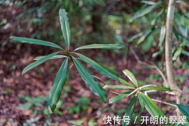 垦殖场|大茅山，这世界那么多人，你是贴切的水