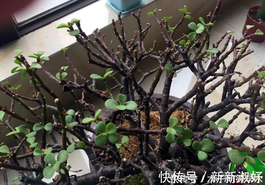 景天科多肉|多肉辨别方法,分辨雅乐之舞、金枝玉叶、雅乐之华,学一学