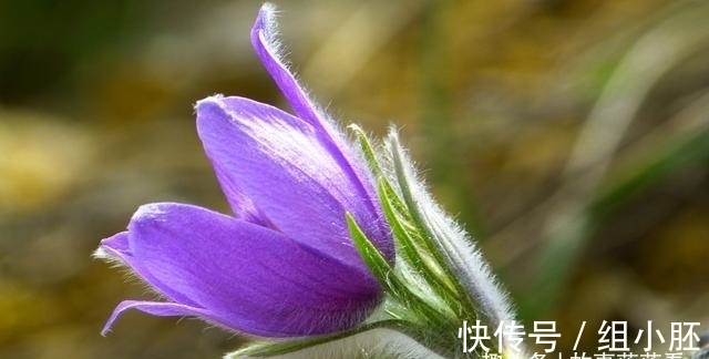 风风雨雨|6天之后，铁树开，追求真爱，风风雨雨，遇上良缘，爱情终于圆满