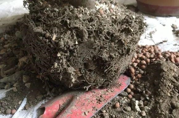 蟹爪兰|长寿花换盆,切忌越换越大,一直用小盆养才好!