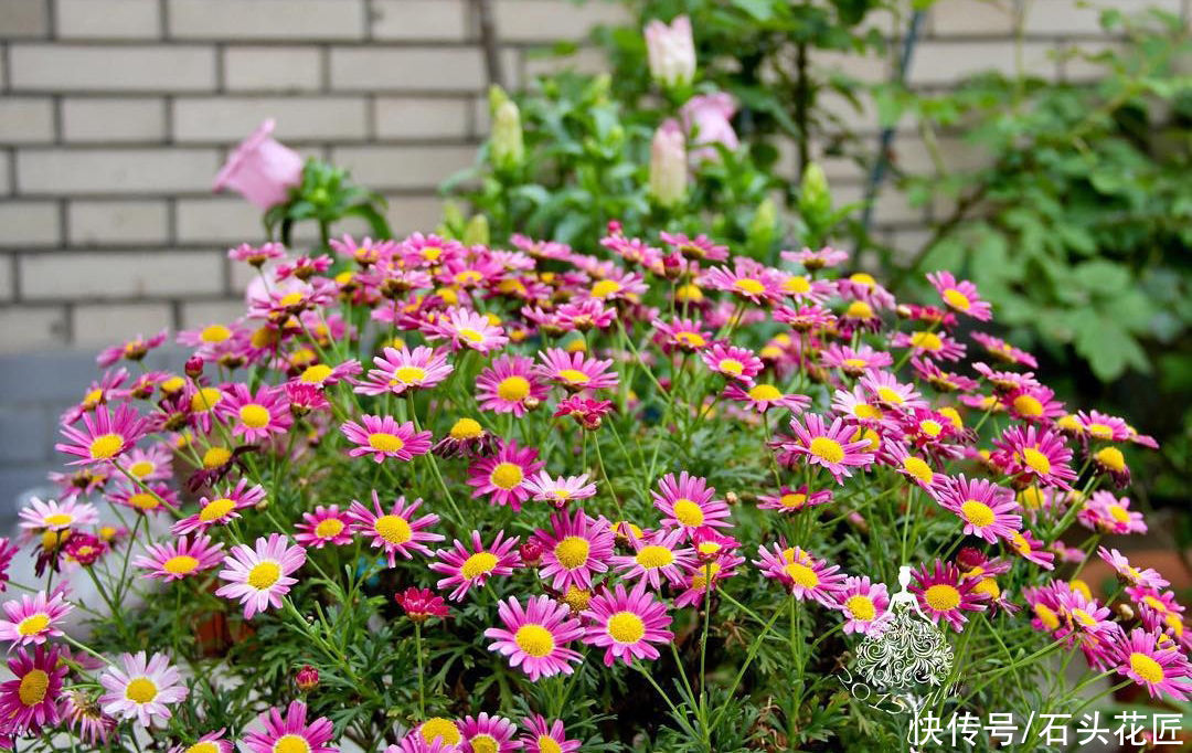  养玛格丽特花朵“褪色”？抓住“2个方面”就能养好，别担心