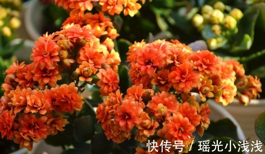 花苞|花市卖的长寿花，都满头花苞，原来是有“猫腻”，学学吧