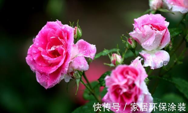 扶桑花|9月家里养上3种花,只要做好养护,就可以四季开花四季香