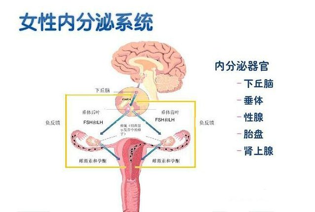 内分泌|孕前须知，这些内分泌检查项目你需要做一做