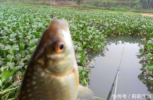 钓友|野钓补窝就停口，找到问题关键，还怕鱼逃离窝子吗