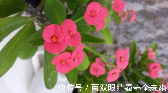 杜鹃花|被列入黑名单的花，再便宜也不要！买花需要注意的几个情况