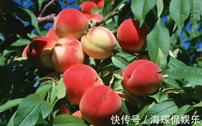 怀孕期间|怀孕期间,妈妈要舍得吃这几种水果,增强身体抵抗力