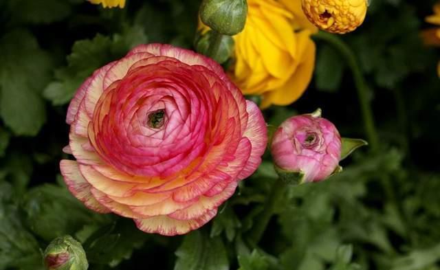 是真的吗|花花草草养在家，精气神足，有朝气，那为什么有人说家里不能养花