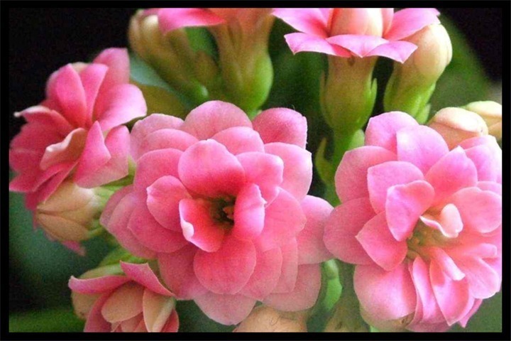 长寿花|5天浇一次这种”肥水“,长寿花15天冒花芽,一个月开出大花球!