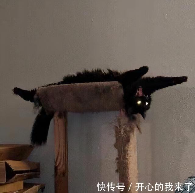 |搞笑猫咪：原以为猫很高冷，知道看到这些沙雕