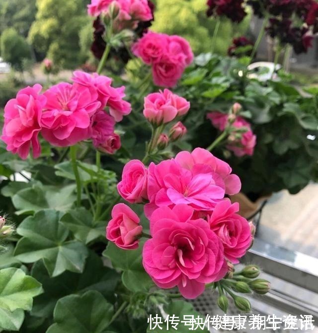 香味|开花漂亮，花期长又勤花，连叶子都带香味，这种花值得养！