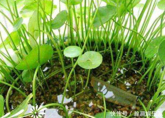 叶子|铜钱草养不好,3个方面原因要了解,学会了养得叶子铜钱大