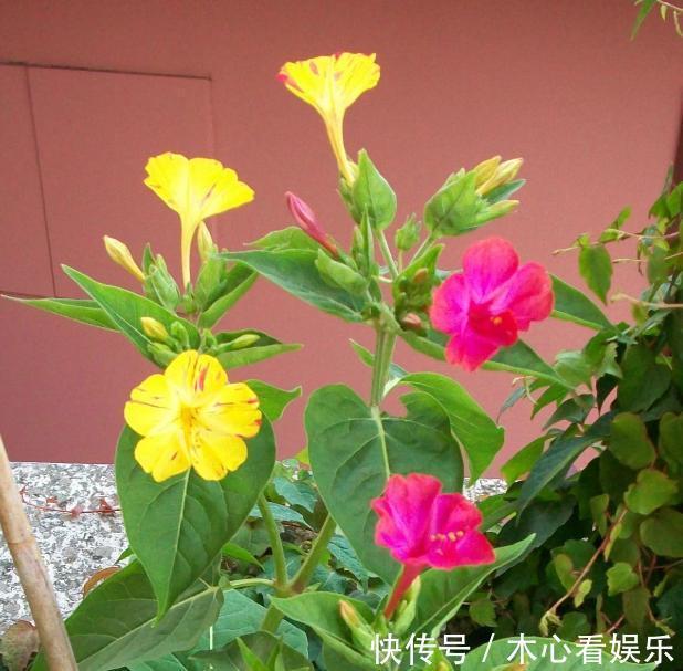 紫茉莉，又名胭脂花！居家盆栽注意4个小方法，叶绿花多！