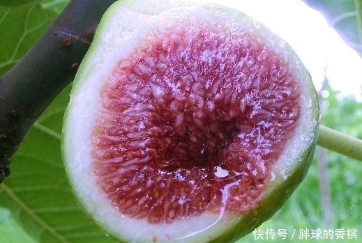 冬天每天坚持食用一个此水果,能健胃消食,润肠通便,治疗痔疮