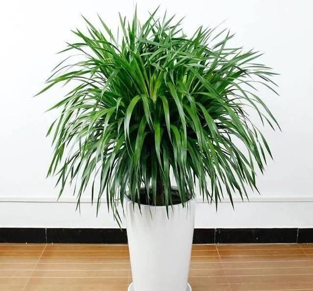 客厅养花不如“种树”,种上这2种“树”,镇宅招财,越养越值钱