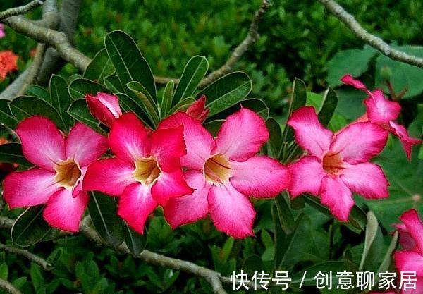 养花试试这几款，光照缺少或者是光照过多都会导致它不开花