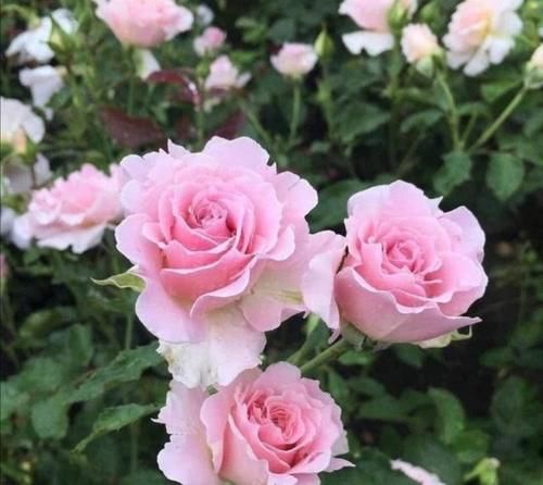 把5种花养在家里，一年四季都开花，真漂亮