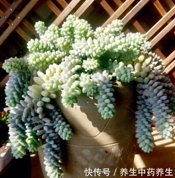 玉缀太疯狂了,短短几年从一颗小苗,长出“瀑布”状态,不容易!