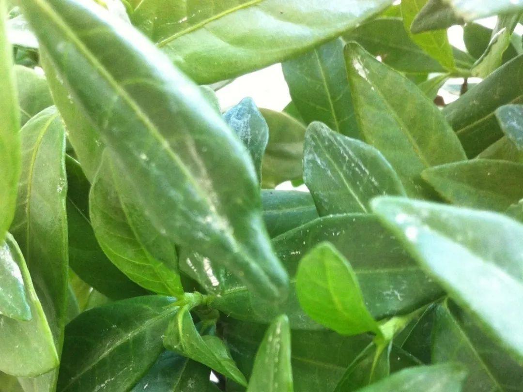 给花浇水要小心,5种水不能浇,浇完立马就黄叶!