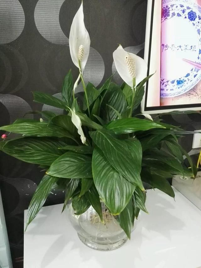 4种花最喜欢水，夏天养在“水缸”里，30天长爆盆、还开花