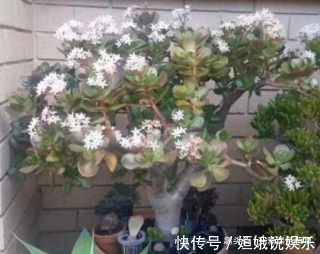 日子|“2种花”养1盆,日子越过越“红火”,还能“杀菌”促睡眠,值