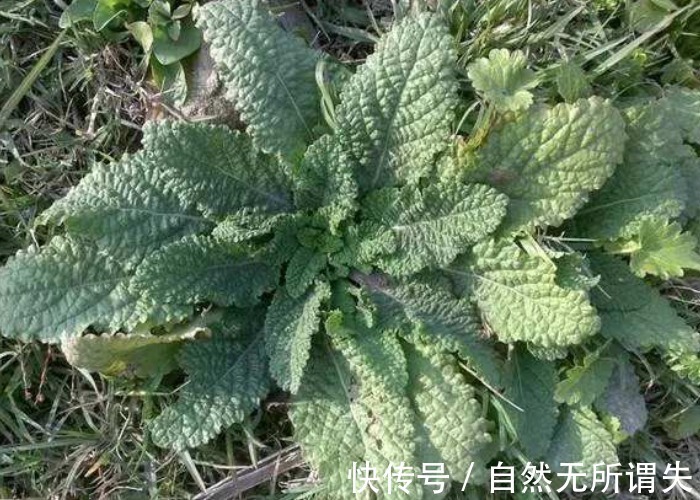 野草|农村野外常见的一种野草,叶子皱皱巴巴,却不知是名贵的七星草
