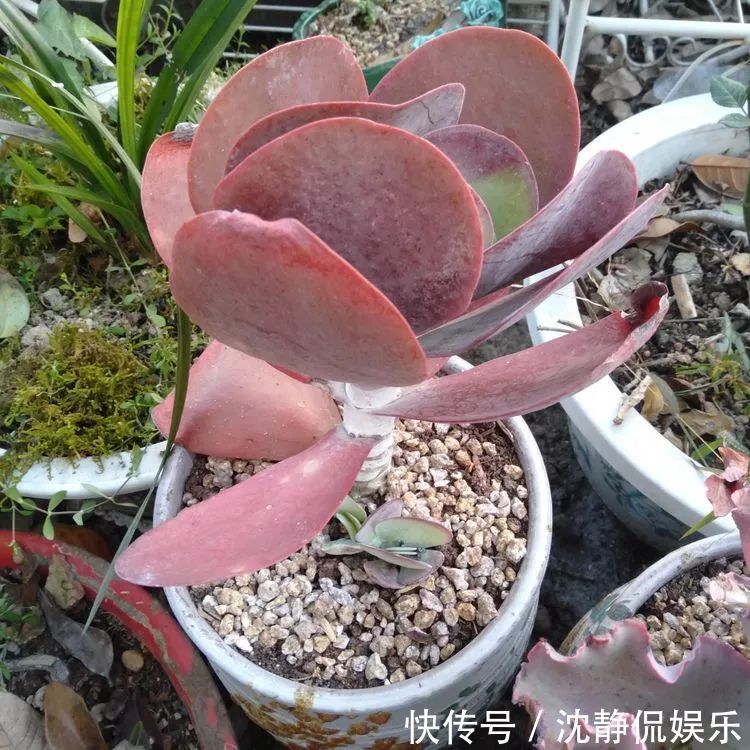 昂斯诺|一直都养不活花,直到遇见了多肉!只要用心,就能变美!