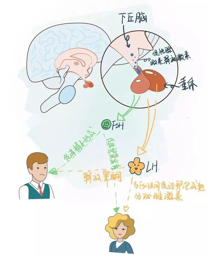 内分泌科|女孩太“man”，男孩太“娘”，可能是这种罕见病导致的！青春期孩子的家长尤其要注意