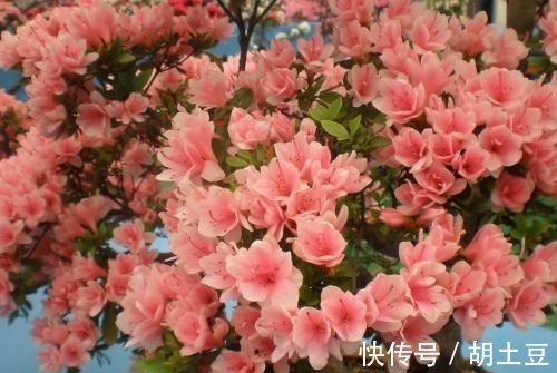 冬天养杜鹃花,了解掌握3个要点,顺利春化,来年开出层叠群花!