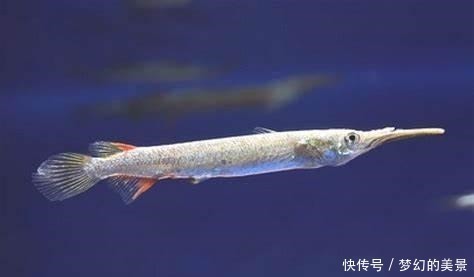 名字|一种小众小型观赏鱼,它的名字正反念都正确,还可以直接生小鱼