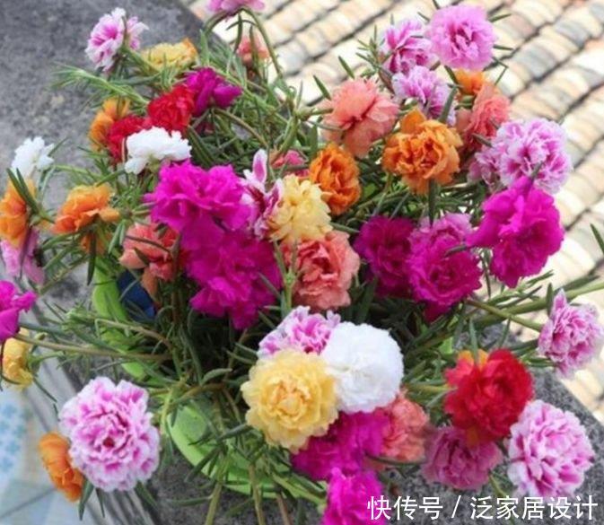 4种花超漂亮，个个美出状态，懒人新手都能养，美爆阳台！
