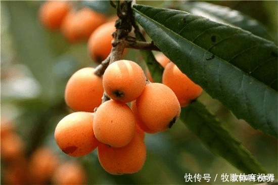 营养|清明过后,这5种水果要多吃,天然营养口感好,个个新鲜正当季