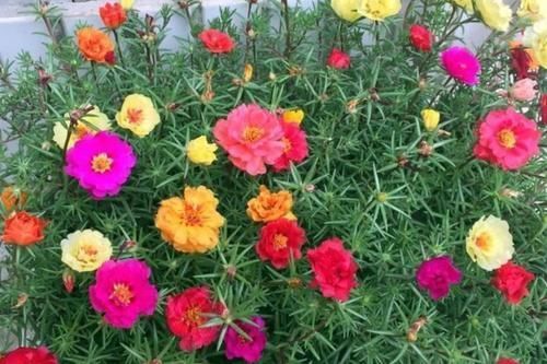 开春养上5种花,满满一阳台,开成花海真漂亮