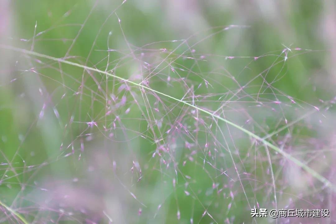 粉红色的回忆|太浪漫：商丘小伙，赶紧带你相中的那个她来打卡