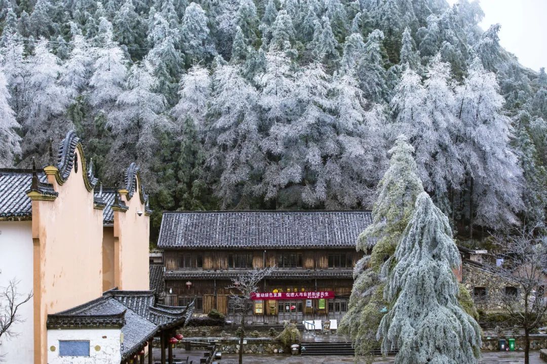 庆元县|不是初雪，胜似初雪，庆元雾凇，宛若仙境！