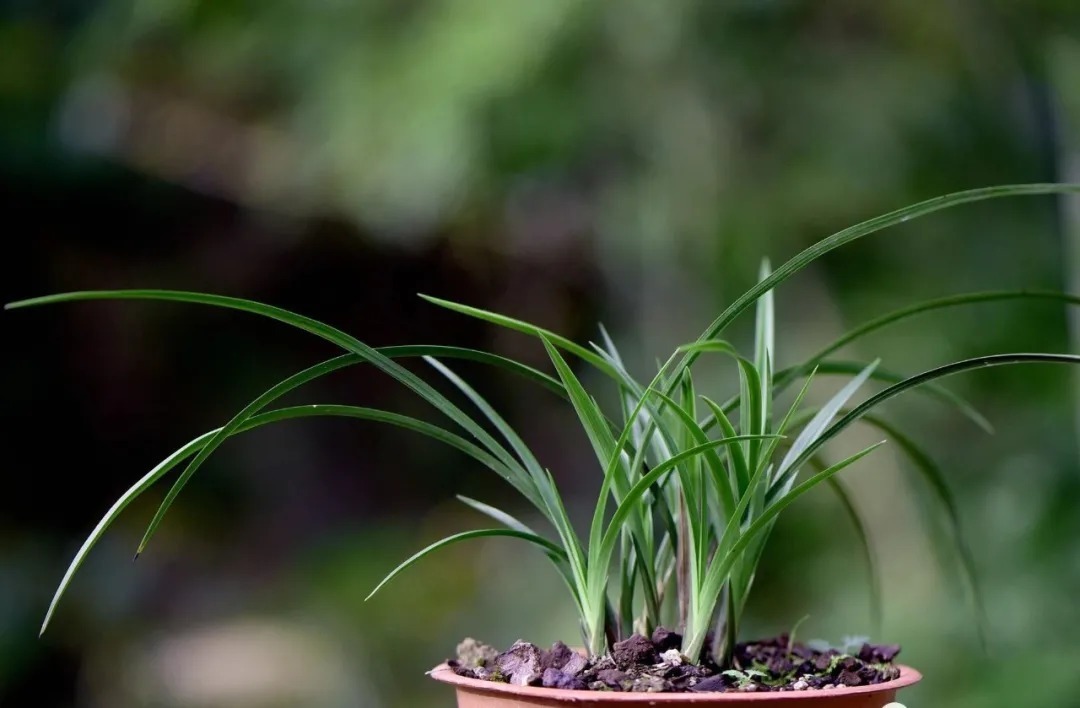 矿泉水|夏天兰花不好养？这4个坑不要再踩了，新手兰友都做过