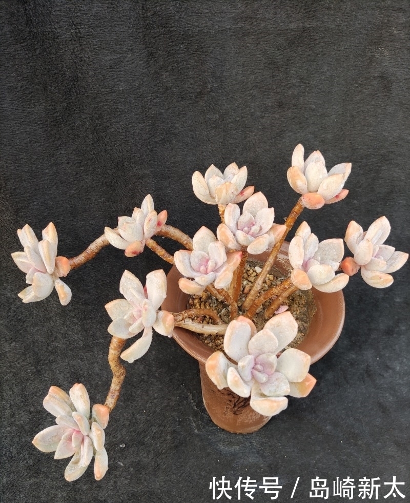 给我一块黑布，多肉走个台步