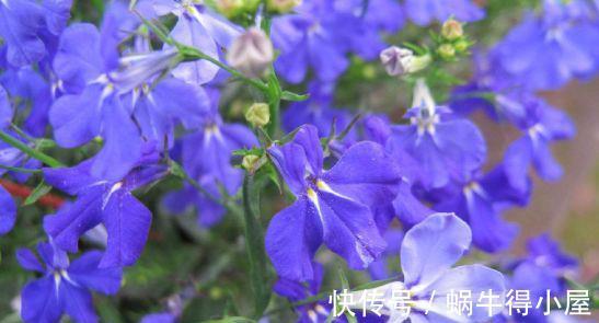 阳台上|从9月12日开始,家养此款花卉,开花色泽鲜艳,五彩缤纷