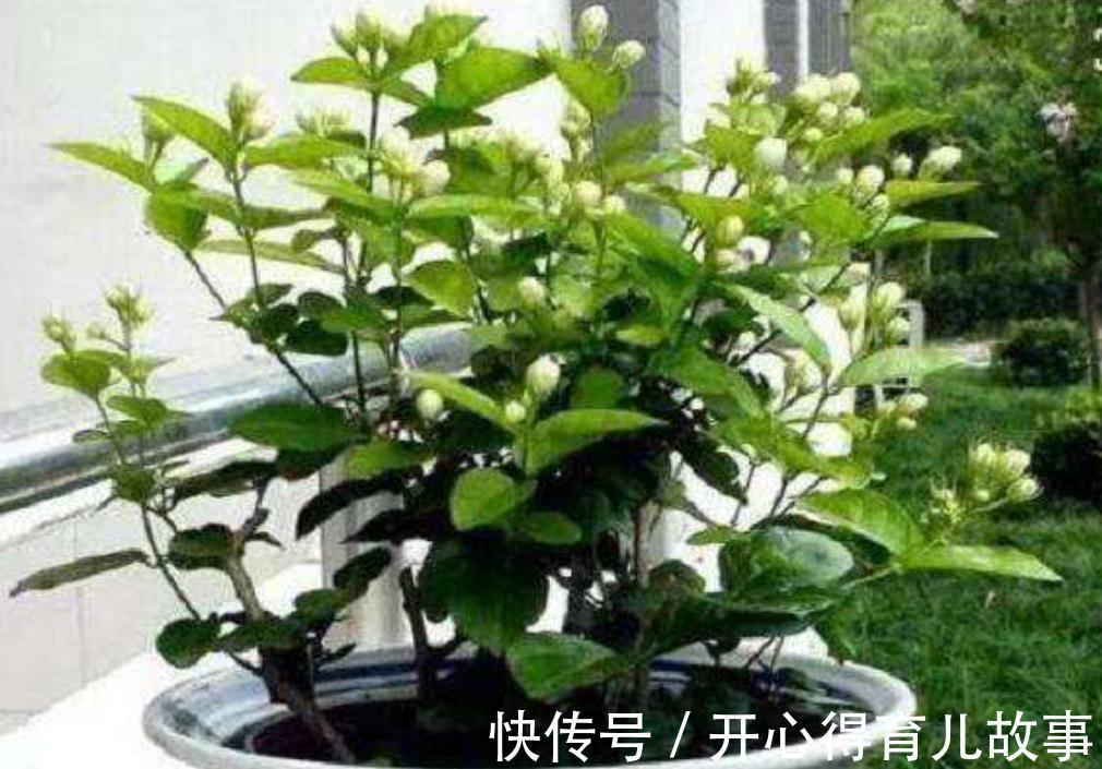 茉莉花修剪后新芽萌发，别忘了给它加点餐，再次开花更美观