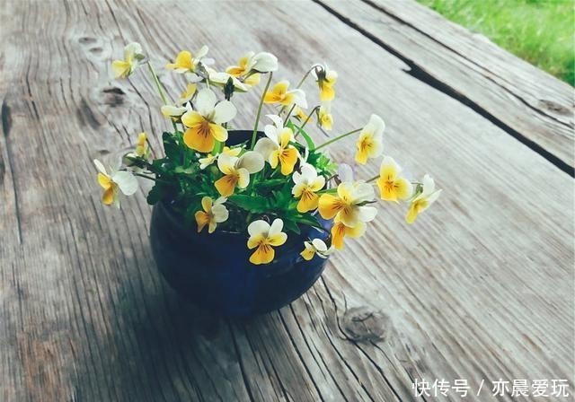 为了一盆花,家人关系彻底破裂,花有什么错?