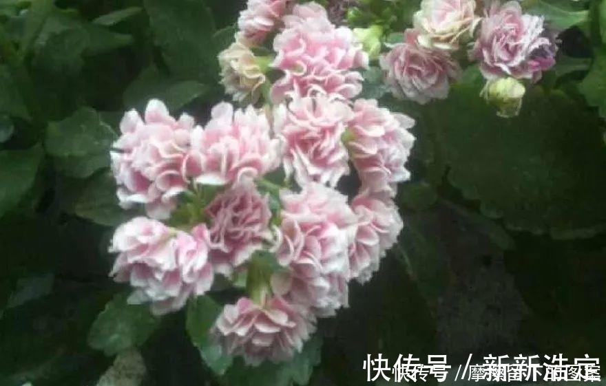 叶插|长寿开花变异了,十年都见不到一次,真稀罕