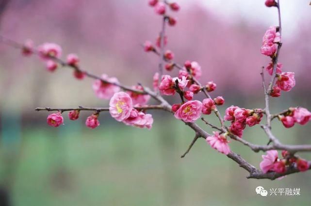 老年|春暖梅花开　赏梅迎春来