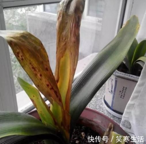 她把君子兰的叶子全都剪光光了，没想到君子兰越长越好