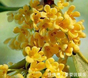 满枝|花期超长的10种花,种一盆一整年都花开满枝!