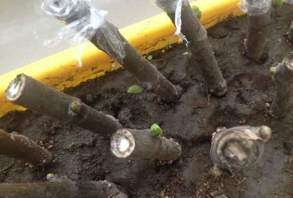 想要扦插无花果，此“4个技巧”让成活率翻倍，花友们都知道吗