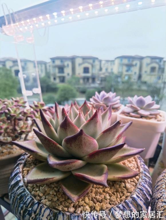 多肉|养多肉的“通用配土”，不要乱花钱了，买这2样土，养多肉足够
