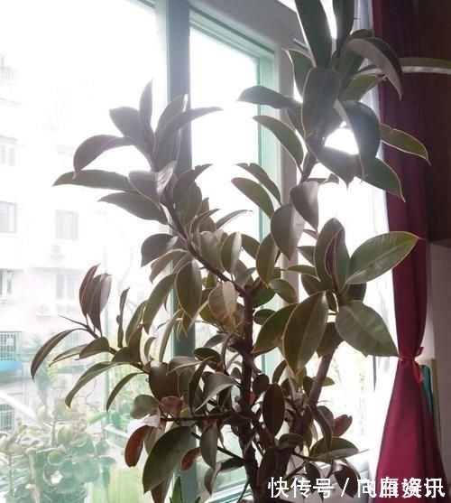 卧室放这三种花,漂亮耐看,提高睡眠质量,一宿睡到天亮